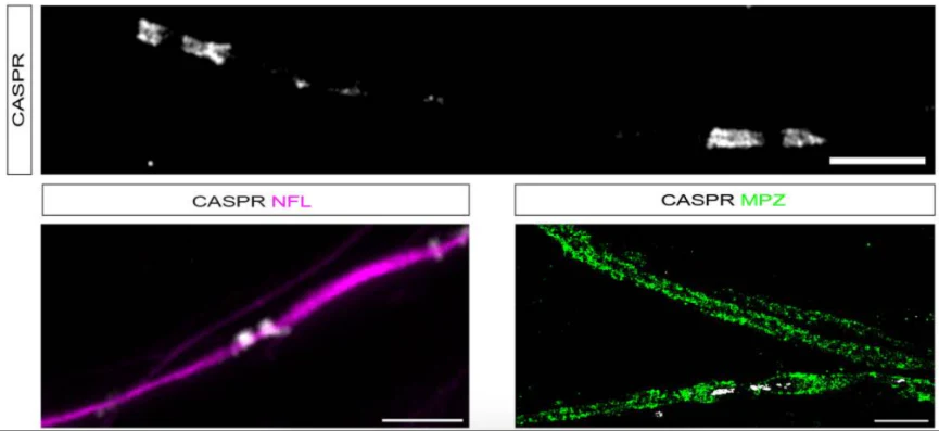 Anti-CASPR/Neurexin IV Antibody - Image 11