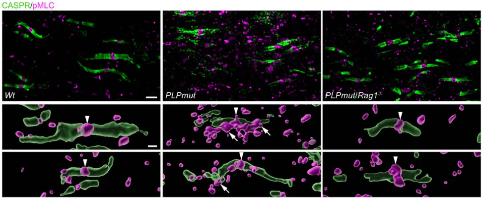 Anti-CASPR/Neurexin IV Antibody - Image 12