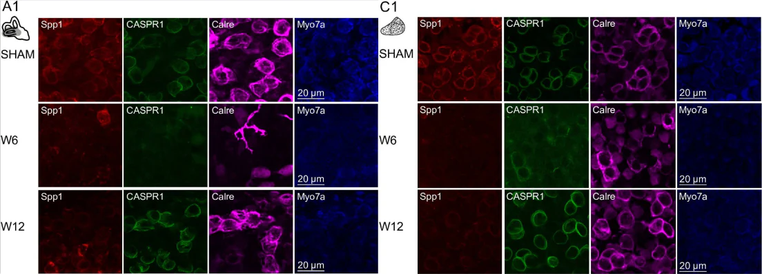 Anti-CASPR/Neurexin IV Antibody - Image 13