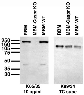 Anti-CASPR/Neurexin IV Antibody - Image 3