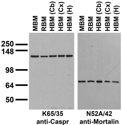 Anti-CASPR/Neurexin IV Antibody - Image 4