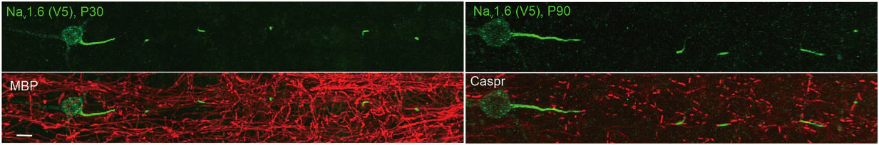 Anti-CASPR/Neurexin IV Antibody - Image 5