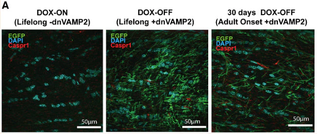 Anti-CASPR/Neurexin IV Antibody - Image 6