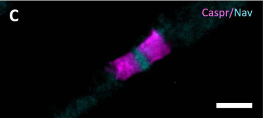 Anti-CASPR/Neurexin IV Antibody - Image 9