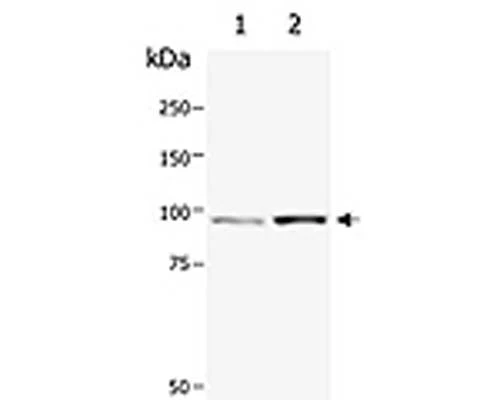 Anti-Catenin beta Antibody