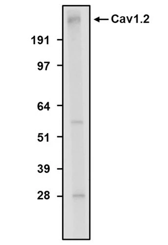 Anti-Cav1.2 Ca2+ Channel Recombinant Chicken Chimeric mAb - Image 2