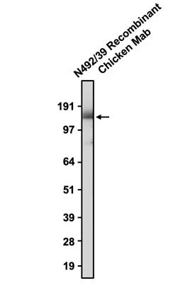 Anti-Cav alpha2 delta2 Recombinant Chicken Chimeric mAb Antibody - Image 2