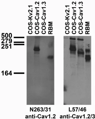 Anti-Cav1.2 Ca2+ Channel Antibody