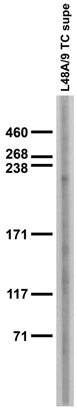 Anti-Cav1.3 Ca2+ Channel Antibody