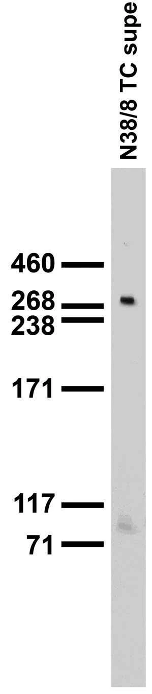 Anti-Cav1.3 Ca2+ Channel Antibody - Image 3
