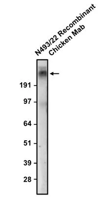 Anti-Cav2.3 Recombinant Chicken Chimeric mAb - Image 2