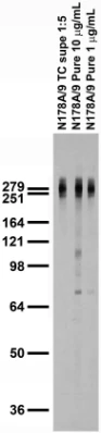 Anti-Cav3.1 Ca2+ Channel Antibody - Image 2