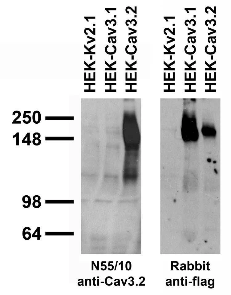 Anti-Cav3.2 Ca2+ Channel Antibody