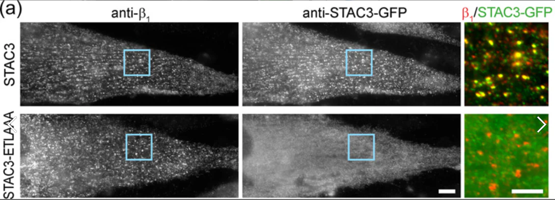 Anti-Cavbeta1 Ca2+ Channel Antibody - Image 5
