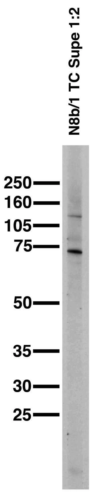 Anti-Cavbeta2 Ca2+ Channel Antibody - Image 3