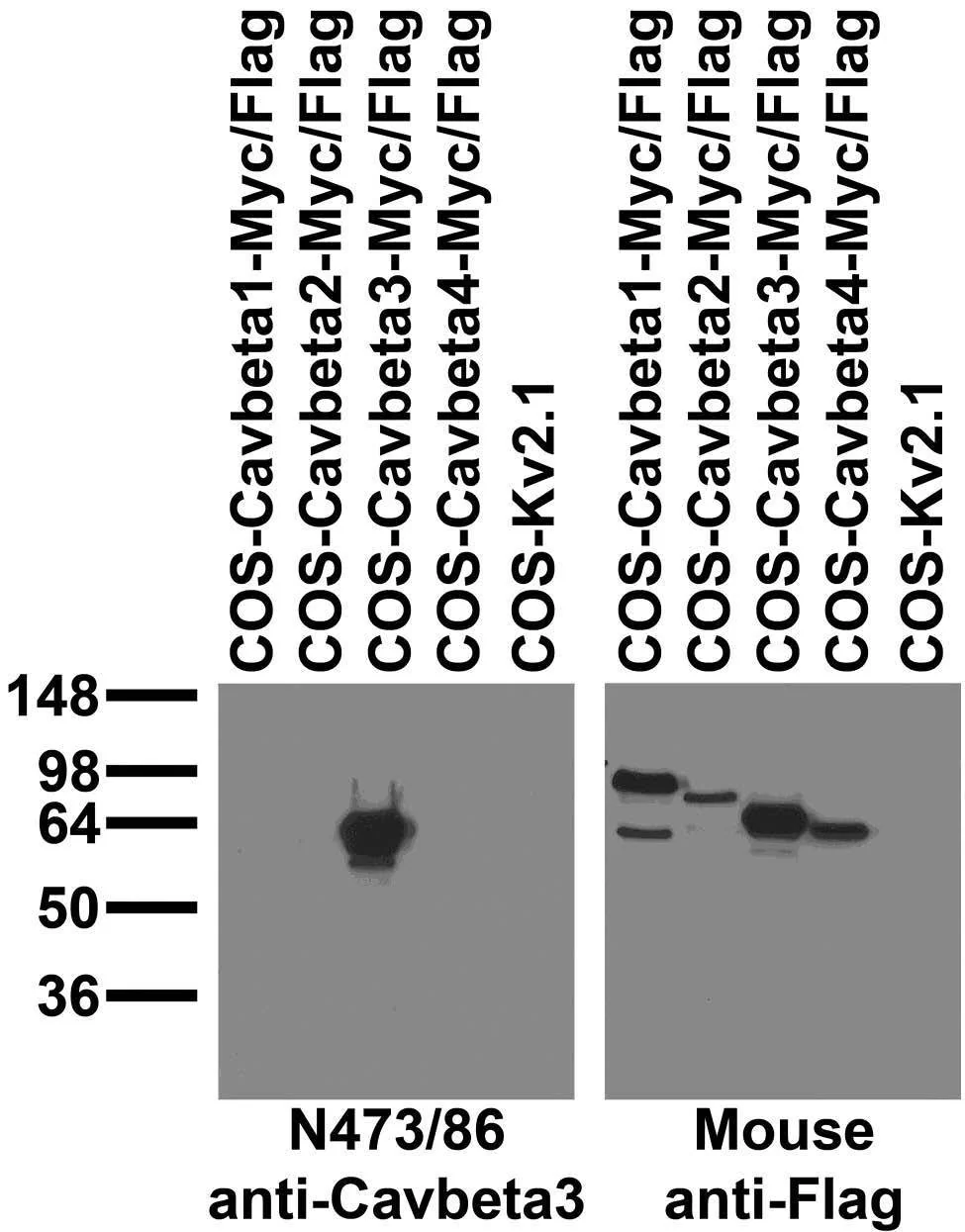 Anti-Cavß3 Calcium Channel Antibody