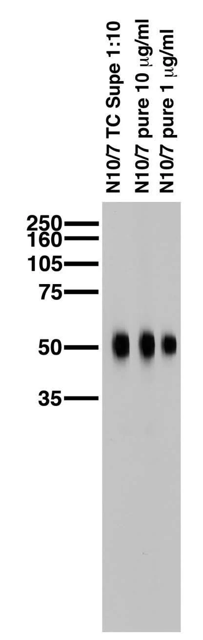Anti-Cavbeta4 Ca2+ Channel Antibody - Image 2