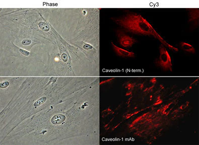 Anti-Caveolin-1 Antibody - Image 2