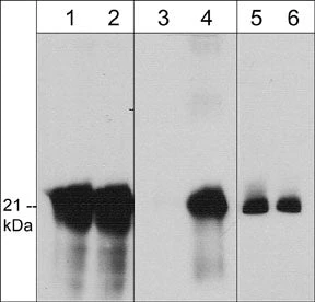 Anti-Caveolin-1 (N-terminal region) Antibody