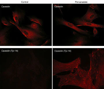 Anti-Caveolin-1 (Tyr-14), Phosphospecific Antibody - Image 2