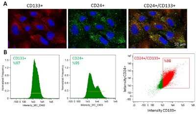 Anti-CD133 (Prominin1) Antibody