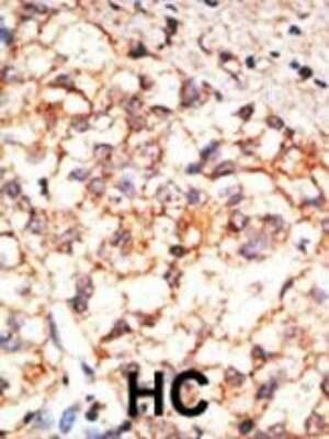 Anti-CD133 (Prominin1) Antibody - Image 3