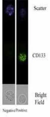 Anti-CD133 (Prominin1) Antibody - Image 4