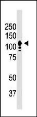 Anti-CD133 (Prominin1) Antibody - Image 5