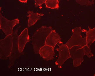 Anti-CD147/Emmprin/Basigin (Extracellular region) Antibody - Image 2
