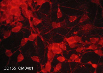 Anti-CD155/PVR (Extracellular region) Antibody - Image 2
