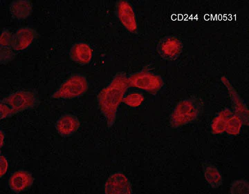 Anti-CD244/2B4/SLAMF4 (Extracellular region) M053 Antibody - Image 2