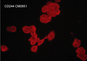 Anti-CD244/2B4/SLAMF4 (Extracellular region) M085 Antibody - Image 2