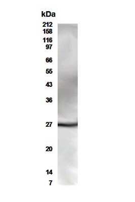 Anti-CD28 Antibody