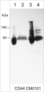 Anti-CD44 (Extracellular region) Antibody