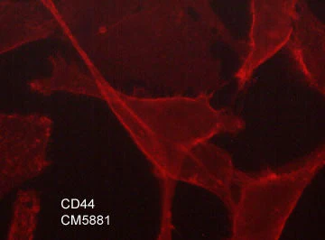 Anti-CD44 (Hyaluron Binding Region) Antibody - Image 2
