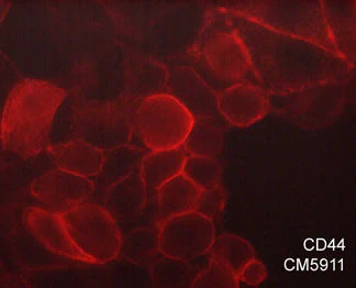 Anti-CD44 (Hyaluron Binding Region) Antibody - Image 2