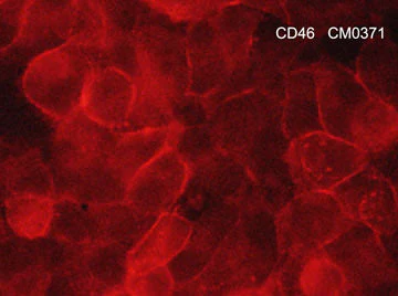 Anti-CD46 (Extracellular region) Antibody - Image 2
