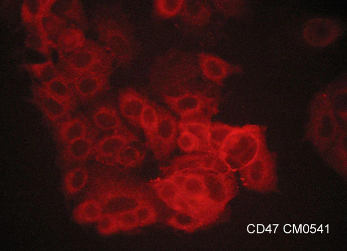 Anti-CD47 (Extracellular region) Antibody - Image 2