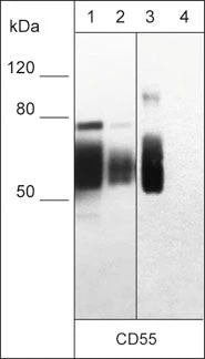 Anti-CD55 (Extracellular region) Antibody - Image 2