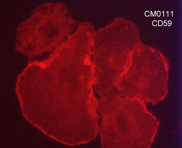 Anti-CD59 (glycoprotein) Antibody - Image 2