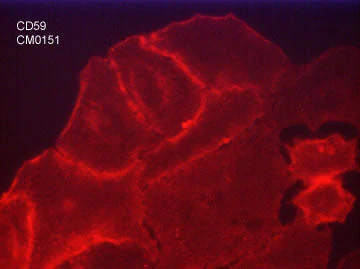 Anti-CD59 (glycoprotein) Antibody - Image 2