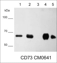 Anti-CD73/NT5E Antibody