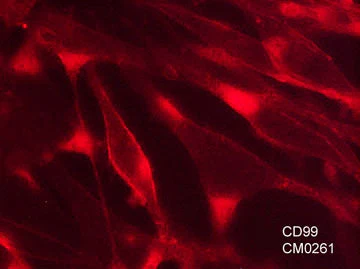 Anti-CD99 (Extracellular region) Antibody - Image 2