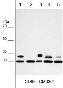Anti-CD99 (Extracellular region) Antibody