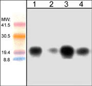 Anti-Cdc42 Antibody