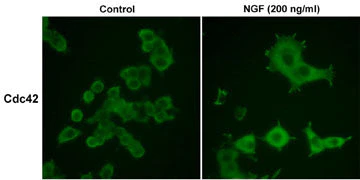 Anti-Cdc42 Antibody - Image 2