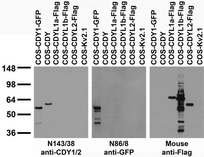 Anti-CDY1/2 Antibody