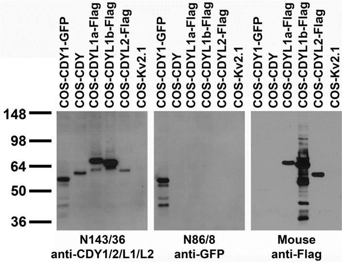 Anti-CDY1//2/L1/L2 Antibody