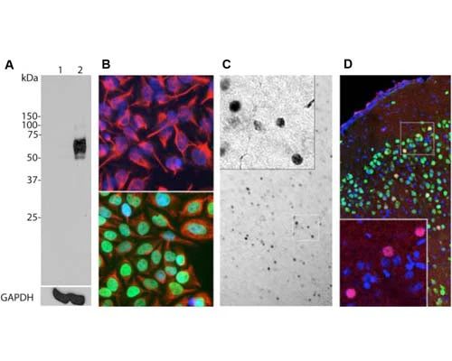 Anti-Cellular oncogene fos (c-Fos) Antibody