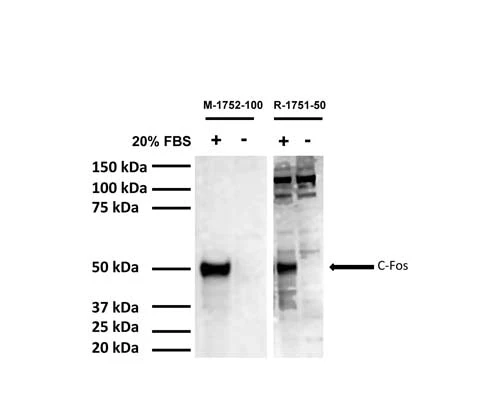 Anti-Cellular oncogene fos (c-Fos) Antibody - Image 2